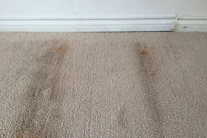 Simple Things to Do before Your Carpet Cleaner Arrives